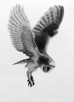 Owl1 by Anastasia Alexandrin